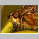 Scatophaga stercoraria - Gelbe Dungfliege 03.jpg